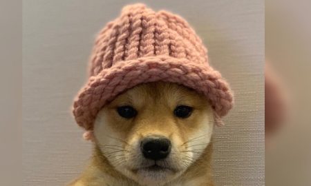 Des «initiés» apparents gagnent des millions après avoir récupéré la version Ethereum de Dogwifhat