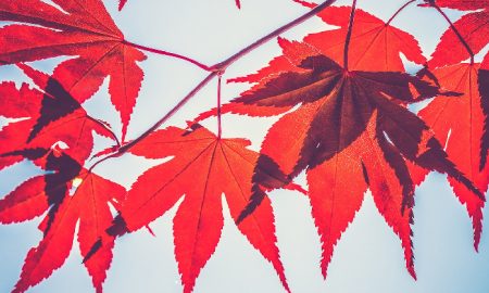 La société de prêt cryptographique Maple Finance dévoile une plateforme de rendement en sirop et un jeton de récompenses