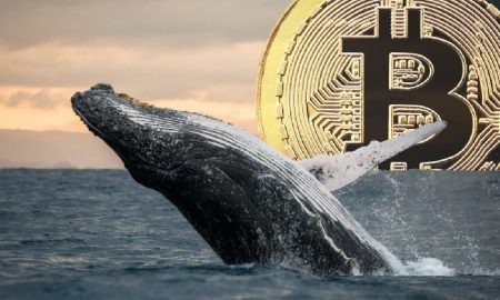 Attention: les baleines sont devenues très agressives dans Bitcoin - le PDG de la société d'analyse révèle ce qu'il attend
